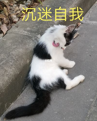 动物表情包_表情包_素材_表情包