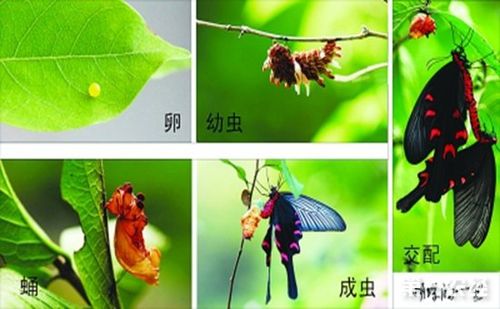 蝴蝶的蜕变过程