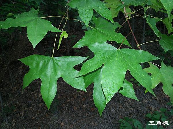 三角枫与五角枫的区别