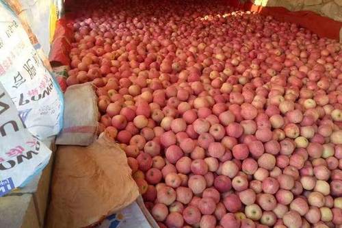 5/斤 红富士苹果  高次红富士上市产地