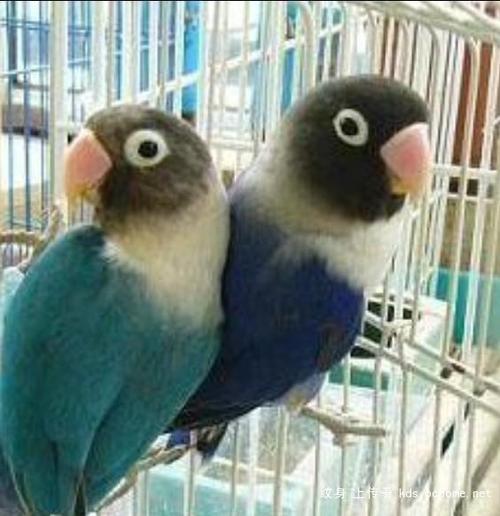 黑头凯克鹦鹉指名亚种