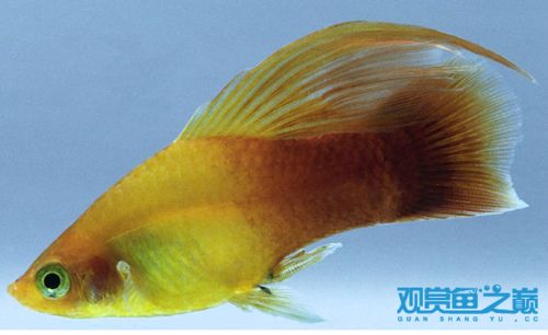 举例子说明,怀孕的月光鱼更能辨认,月光鱼母鱼近肛门处
