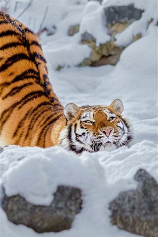 老虎,雪,姿势,冬天