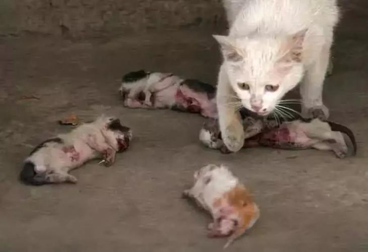 4只小猫被人残害,母猫的眼神看哭路人!