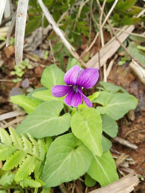 12 心叶堇菜 紫色花 另外有白色花的 下次拍照