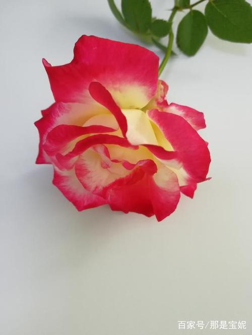 每个花瓣的边缘是红色的,里面是鹅黄色.