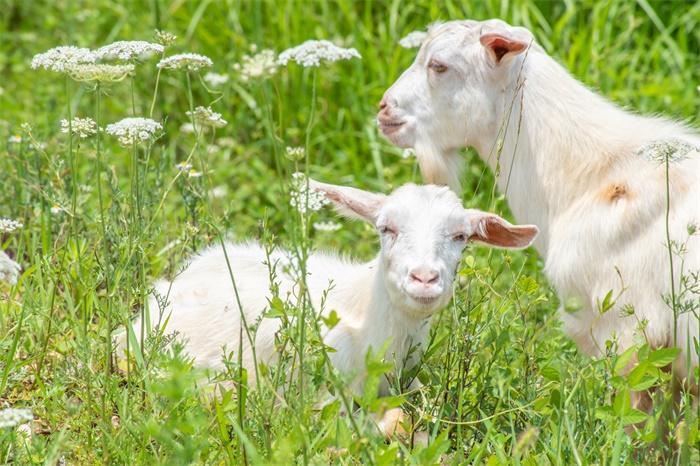刷新世界观!印度一山羊宝宝长出人脸,网友猜测令人窒息