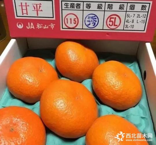 甘平桔子枝条哪儿在卖,柑桔新品种柑平