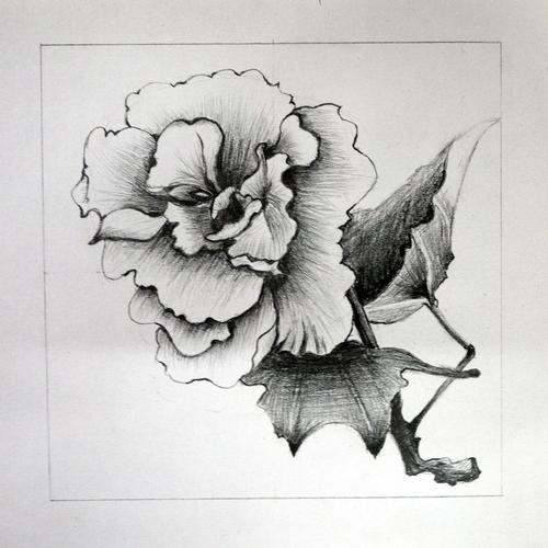 [临摹]手绘素描 - 花朵