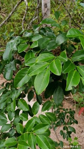 降真香海南尖峰岭产区生长海拔