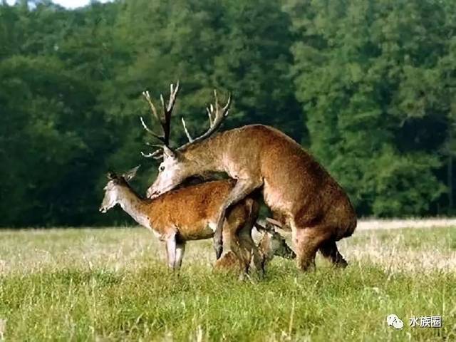 很huang,各类生物的繁殖方式