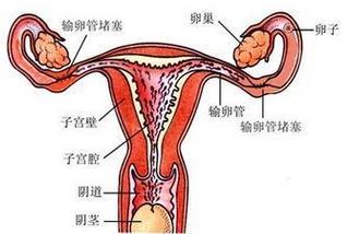 卵巢结构图