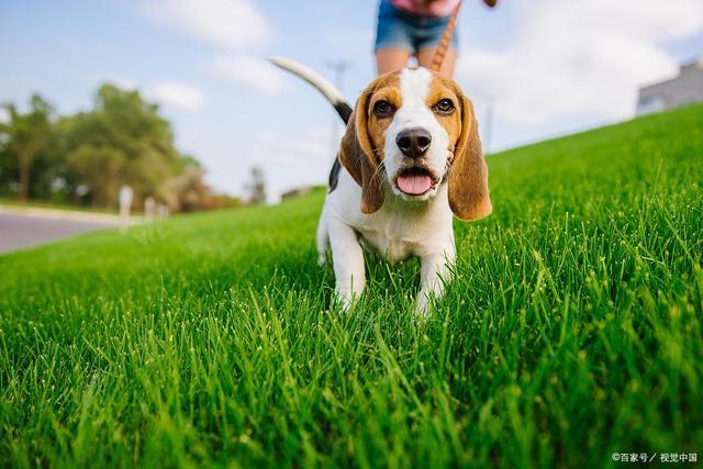 比格犬