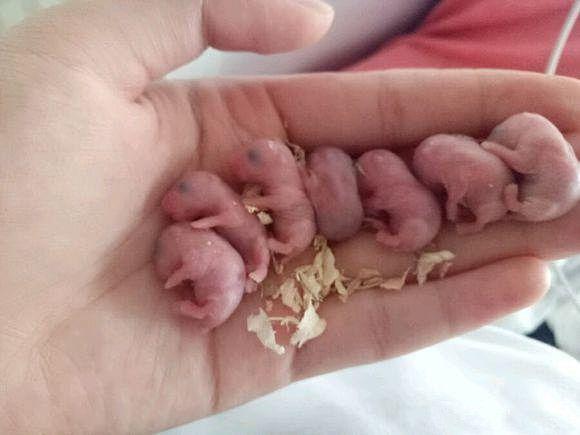 主人翁见到仓鼠幼崽,宝宝都没法活下去了!(图)