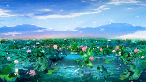 阳光明媚荷塘池塘美丽唯美风景_1920x1080_高清视频