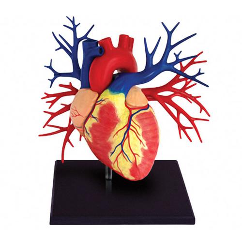 全部商品 > 4d 1:1心脏解剖模型  4d立体模型是3d(立体) details(细部