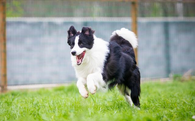 最聪明的边牧犬你了解它们吗