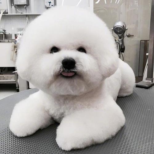 养一只圆滚滚的小比熊.