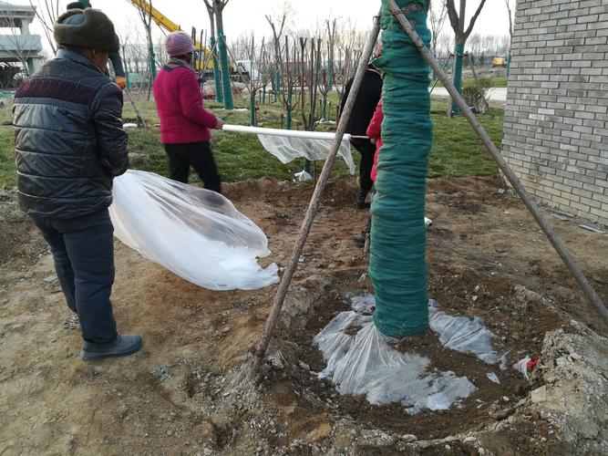 落叶树防寒～树干缠绕保温保湿带及树穴铺塑胶薄膜