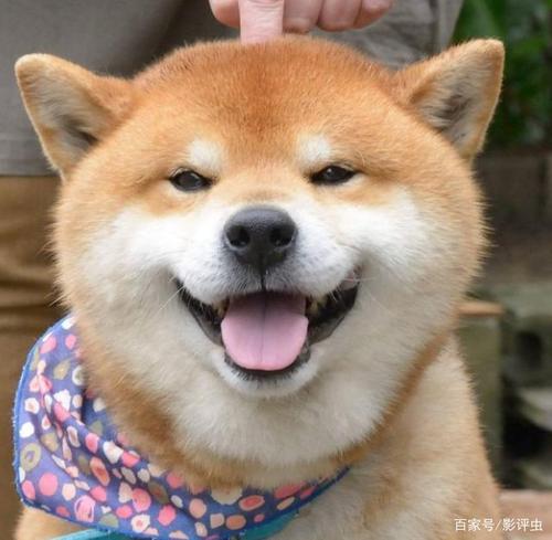 作一只爱笑的秋田犬!