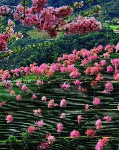 量山樱花谷 春天满山的樱花在冬日盛开,春意盎然,漫步其中,恍若仙子