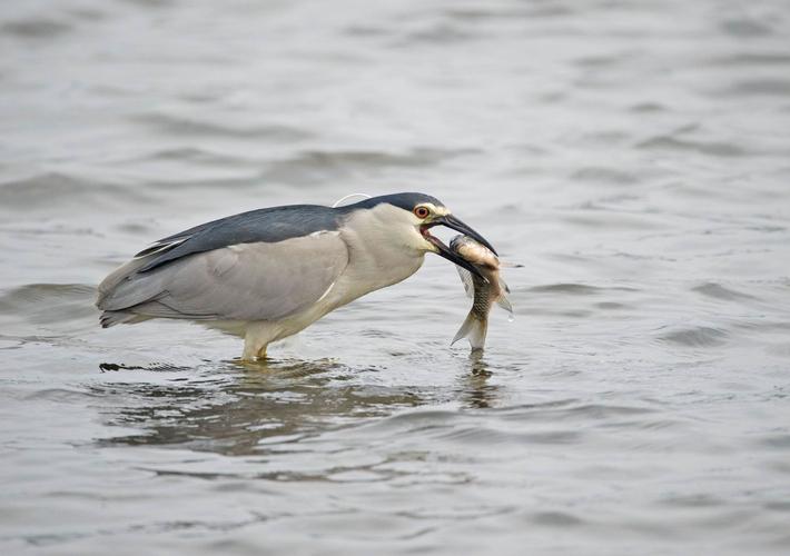 鸟吃鱼,有规矩,不管大小,只能顺着吞下,鱼在嘴中开始不断转动,上下