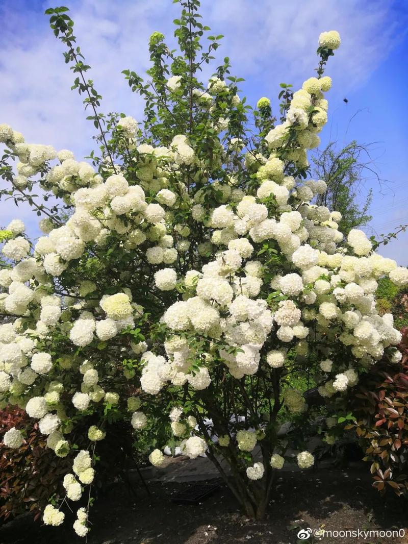 图源:微博@海蒂的花园  "高枝带雨压雕栏,一蒂千花白玉团"  木绣球