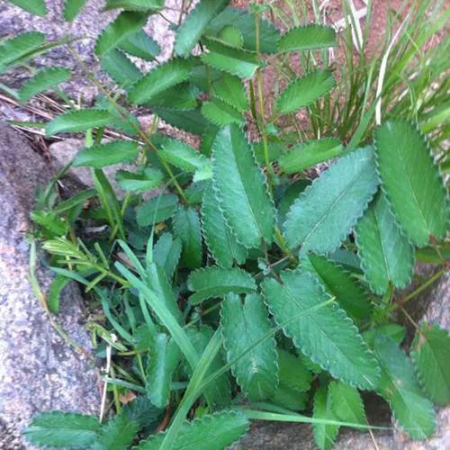 黄爪新鲜野生人参中草药地瓜香山地榆