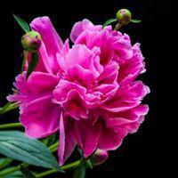 漂亮的牡丹花图片大全适合做头像的点击鼠标右键下载