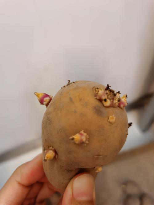 土豆成长观察记