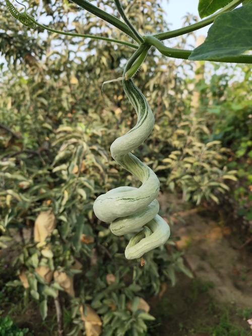 每年我都种蛇瓜 胆子小的真害怕, 蜷缩有点像弹簧, 伸长好像绳上挂.