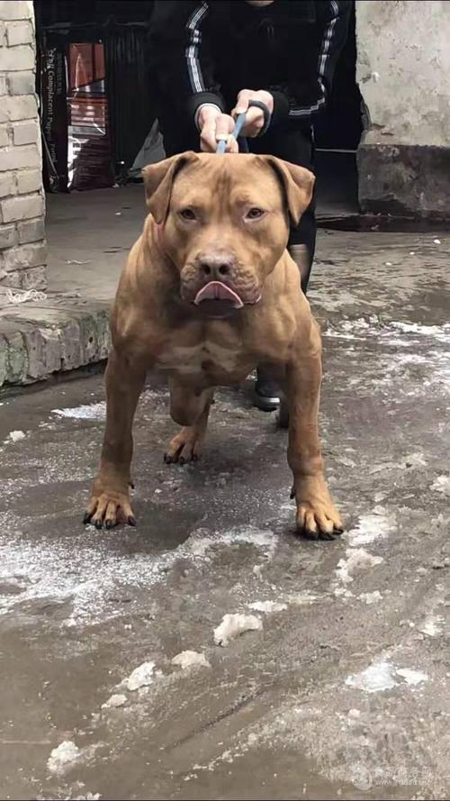 比特犬训练·喂养