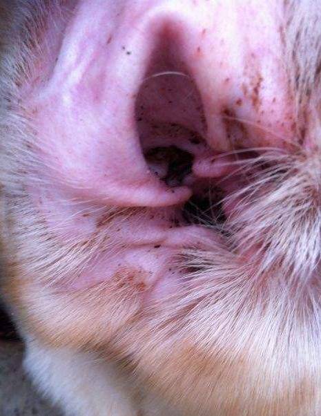 兽医提示:狗狗有这"5个迹象",说明它耳朵长耳螨了!