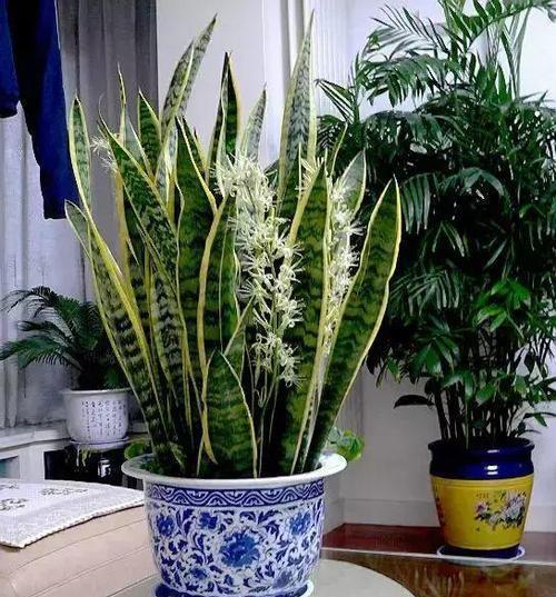 而且还可能会给咱们开花呢,看到虎皮兰娇俏的模样,看到虎皮兰开花