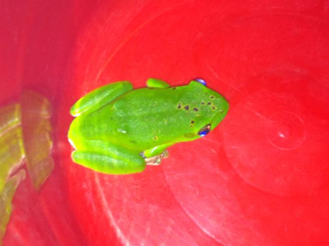 青蛙的种类,这种青蛙有毒吗