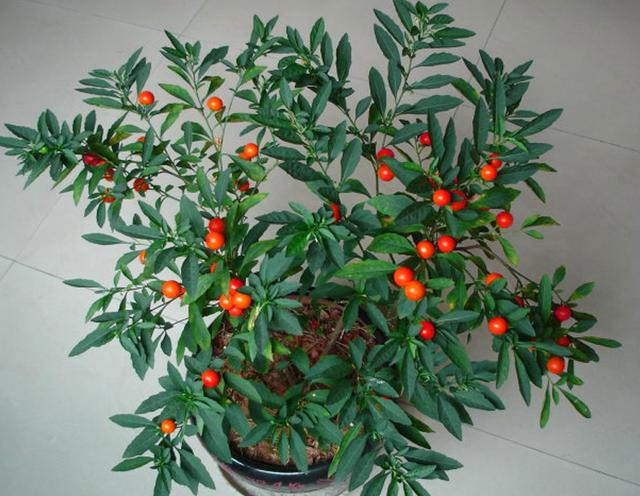 果实鲜亮红火美艳的吉庆果,珊瑚樱这么养护,玲珑小巧