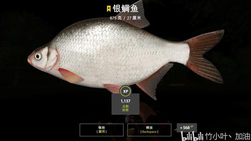 22图北顿涅茨河星级梅花鲈银鲷鱼常见鮈鱼