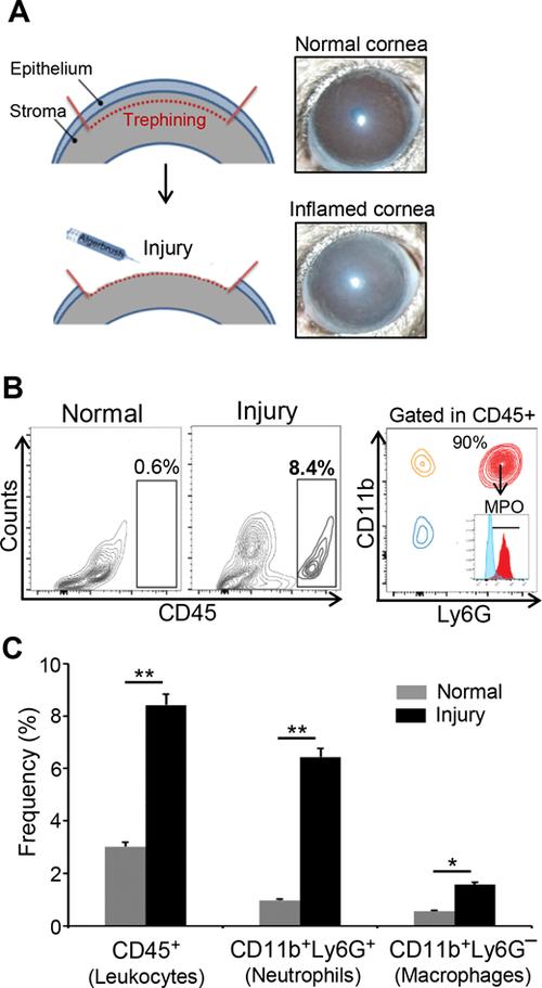corneal injury promotes the infiltration of neutrophils at the