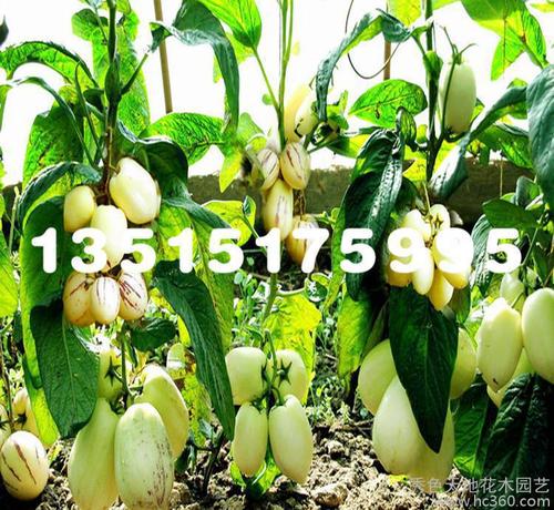 【人参果】树苗 人形长生果树苗 盆栽 自花结果 人生果苗