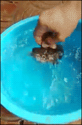 生气的河豚,把自己吹成了气球!感觉要爆炸了.