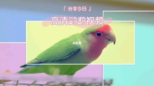 漂亮的鹦鹉高清视频 配合轻松的音乐让你释_摄影_旅行