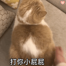 猫咪表情包 动图