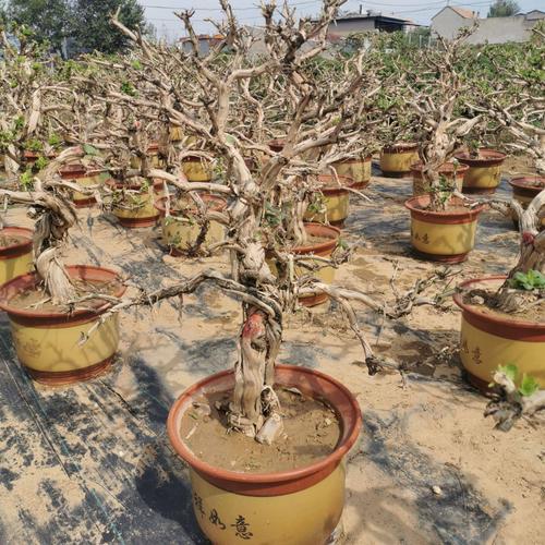 果树盆景 石榴树盆景,大规格果树类庭园别墅种植观赏