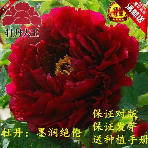 牡丹大王墨润绝伦正品盆栽花盆庭院阳台菏泽牡丹花苗秋季发货