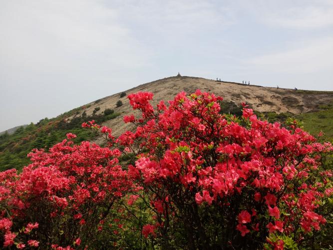 大雷山杜鹃花正灿烂