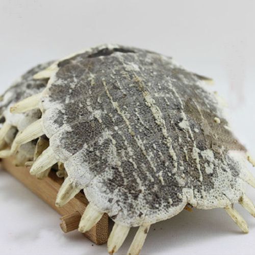 鳖甲 团鱼壳 生鳖甲 甲鱼壳上甲鳖壳500克2斤包邮 农副产品初加工
