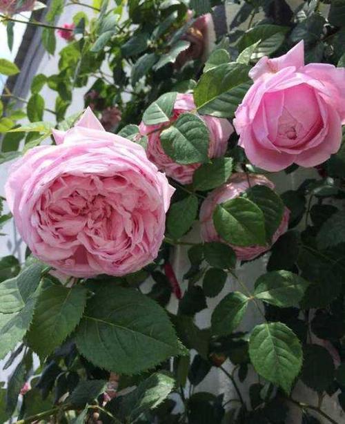 藤本月季自由精神生长很自由开花却很不自由