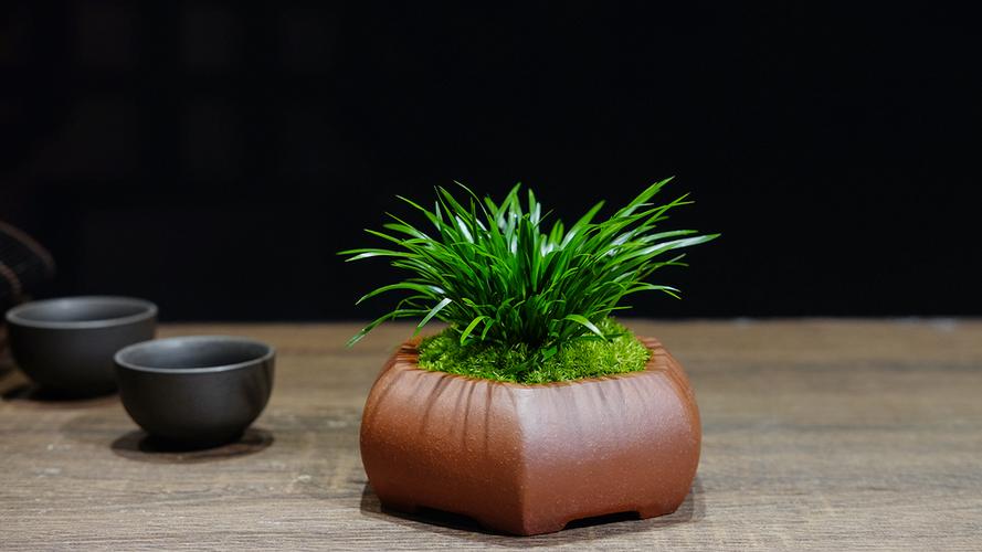 复古盆栽mini菖蒲盆景宜兴紫砂景观黄金金钱菖蒲苔藓青苔中式