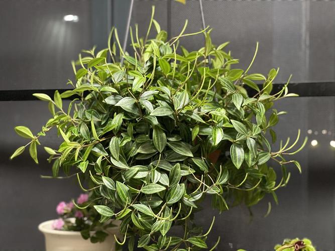 白脉椒草or钻石翡翠