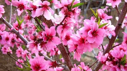 桃花,杏花,梨花